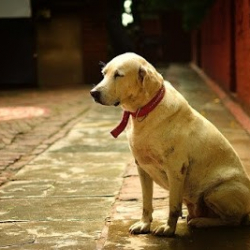 Darpana Academy of Performing Arts