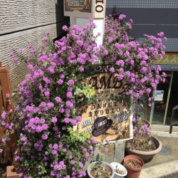 ダンススタジオGAMBA