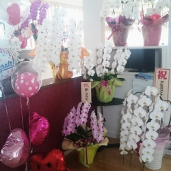 カワナゴダンススクール