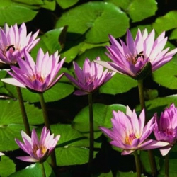 S A Kuchipudi Dance & Misic Academy