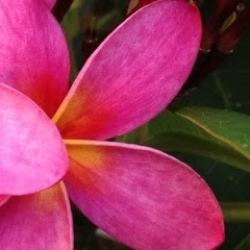 MANUIA TAHITI（マヌイアタヒチ）