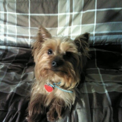 Synergy Dance Academy