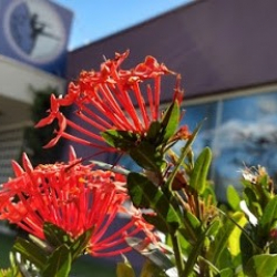 Talento Academia de Dança